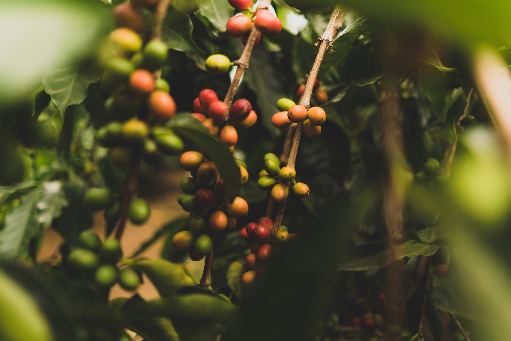 Full-bodied, fruity, smooth coffee… we walk you though coffee varieties
