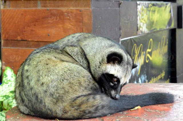 Kopi Luwak : the world’s most expensive coffee - Café Liégeois